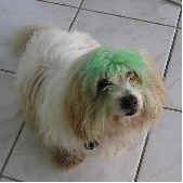 St. Patrick's Day Murder Mystery Part in Trinidad and Tobago